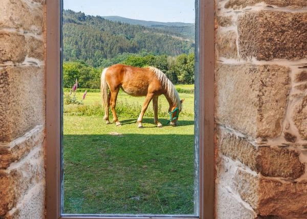 61-GCH-1111-Cerdriz-caballo-desde-la-ventana-de-casa-64f8703217f9b