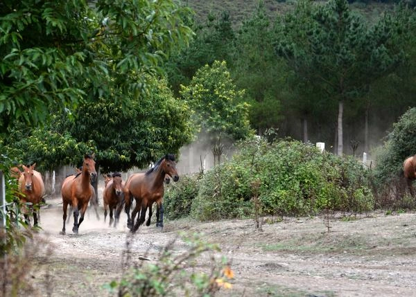 GCH-1140-cabalos-2-64b196fce67cc