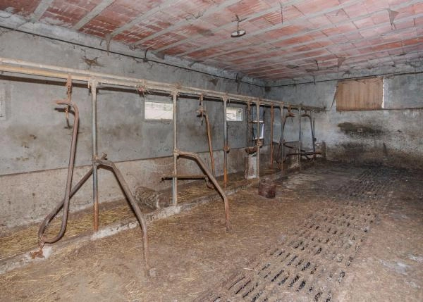 GCH-1331-Antas-de-Ulla-Ext-26-nave de vacuno