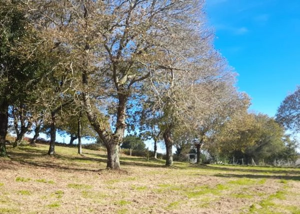 890919cf-Robles en finca