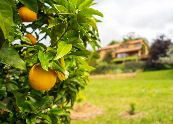 1477-rec-7-64af40290e48d-naranjas