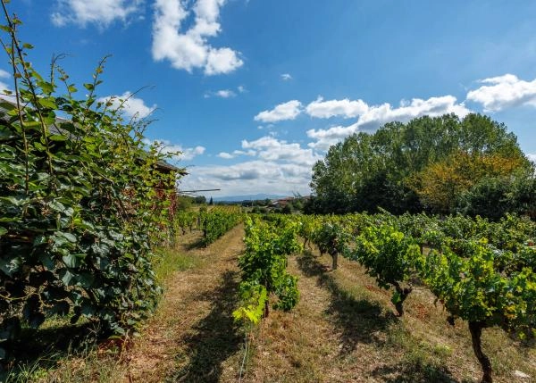 1587 Vineyard Monforte exterior viñas