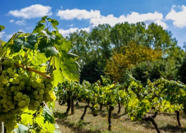 1587 1 Vineyard Monforte exterior viñas