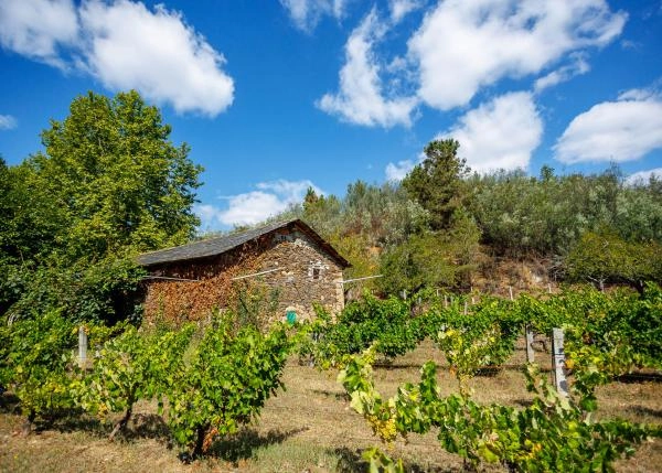 1587 2 Vineyard Monforte exterior viñas