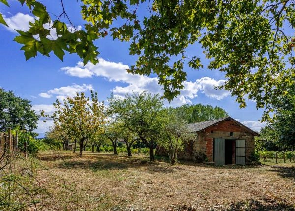 1587 2 Vineyard Monforte exterior chabola