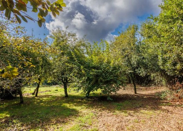 1590 Pontecarreira exteriores frutales