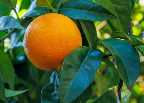 1664 Vila de Cruces exterior naranjos