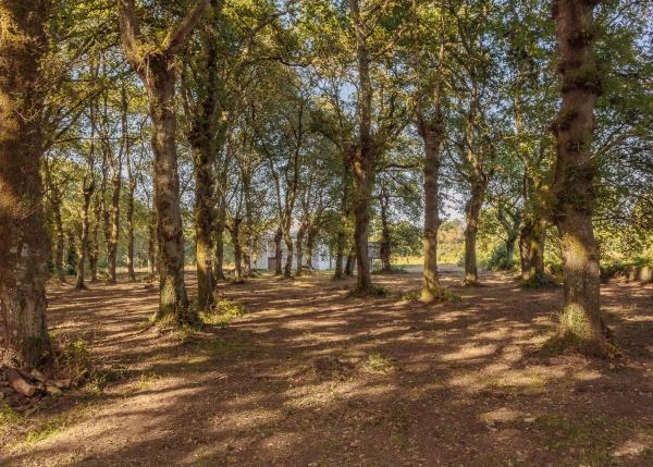 1758 1 Damil bosque de robles detras casa exteriores