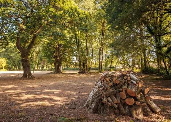 1758 2 Damil bosque de robles y leña detras casa exteriores
