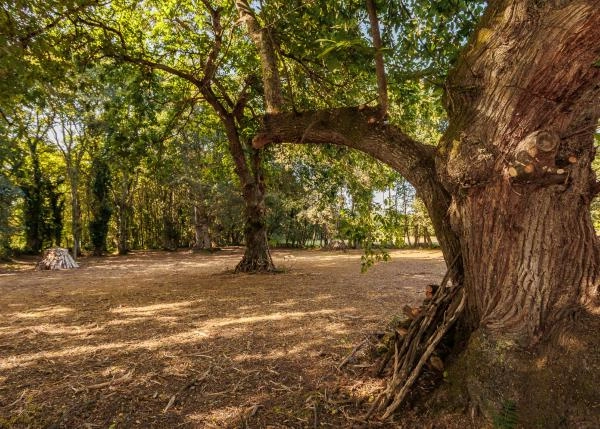 1758  Damil bosque de robles viejos detras casa exteriores
