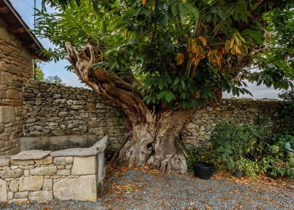 90-Chantada-casa-senorial-gallega-con-arboles-centenarios-horno-lena-y-cruceiro-650734d658c67