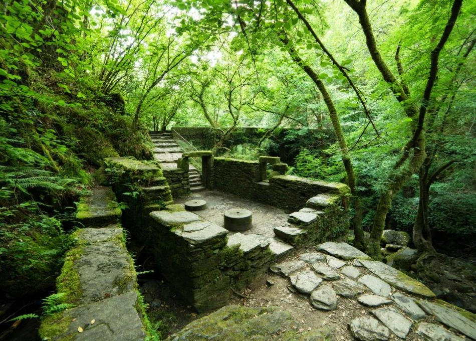 coruña-fraguas-eume-bosque-galicia